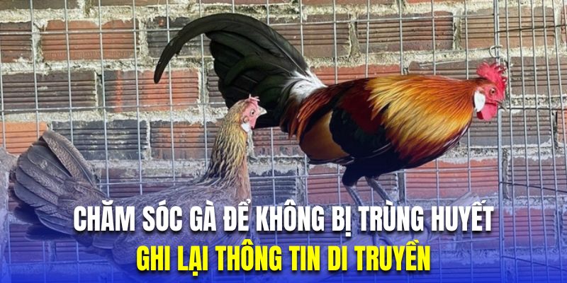 Người nuôi nên ghi lại thông tin di truyền để lai tạo hiệu quả hơn.