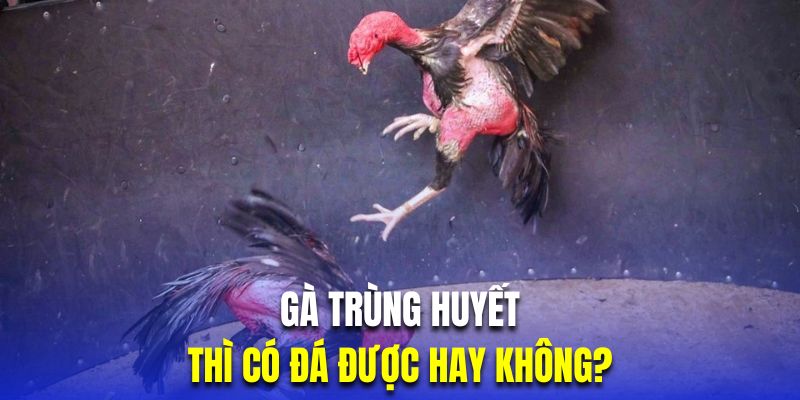 Chiến kê trùng huyết thường sẽ không thể thi đấu vị dị tật bẩm sinh rất cao