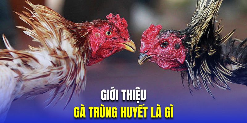 Tìm hiểu khái niệm về gà trùng huyết 