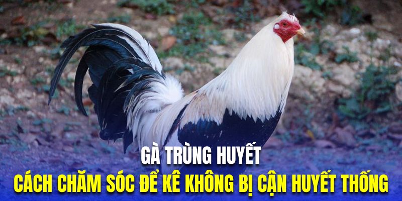 Gà trùng huyết